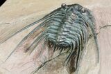 Kettneraspis Prescheri Trilobite - Long Occipital Spine #74705-5